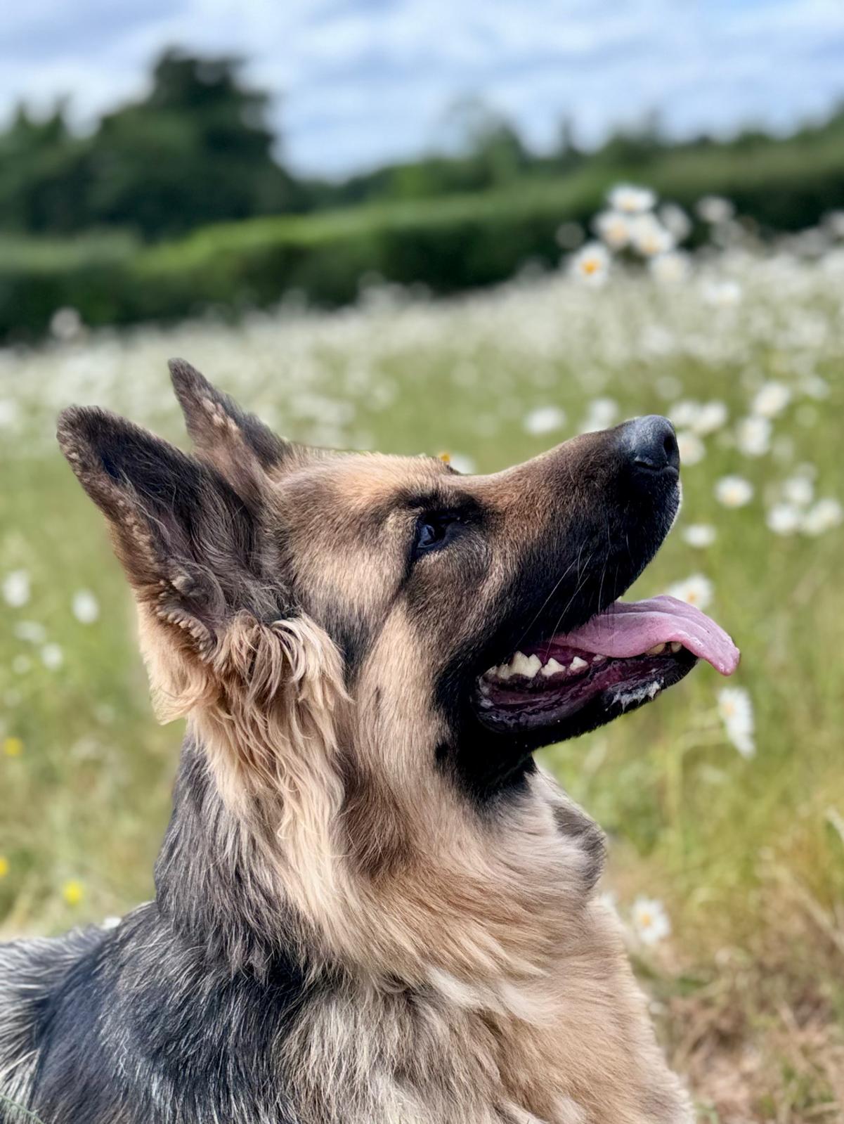 SHEEBA - SURREY